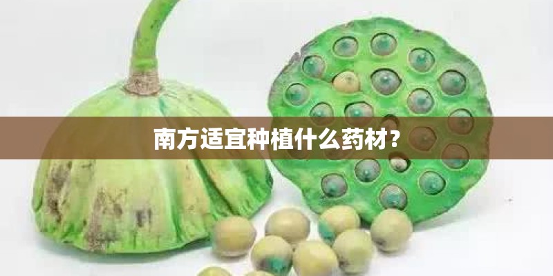 种球花卉有哪些
