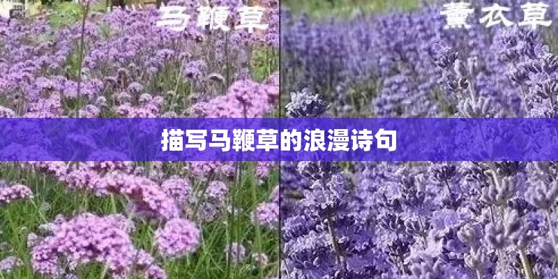 请教矮牵牛经典颜色或系列