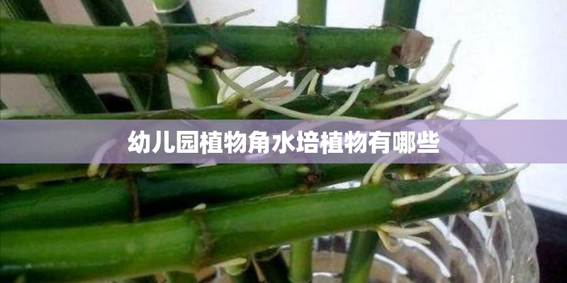 幼儿园植物角水培植物有哪些