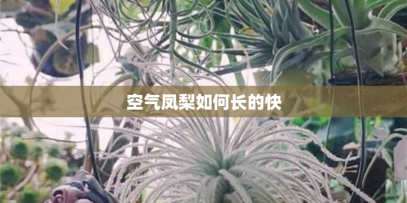 空气凤梨如何长的快