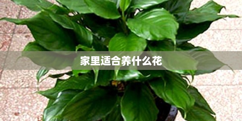 空气凤梨如何长的快