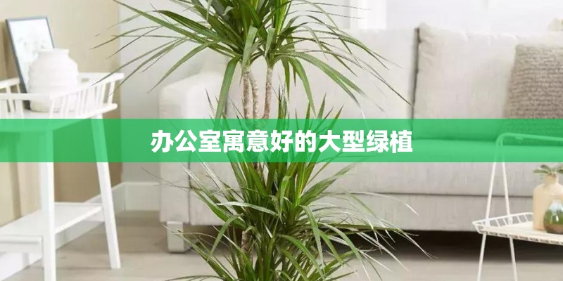 幼儿园植物角水培植物有哪些