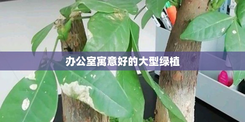 办公室寓意好的大型绿植