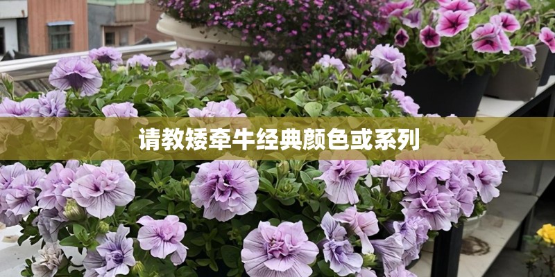 请教矮牵牛经典颜色或系列