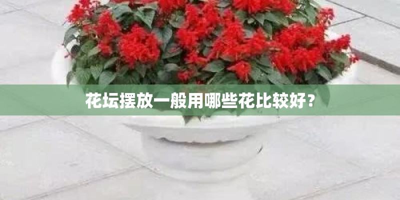 花坛摆放一般用哪些花比较好？