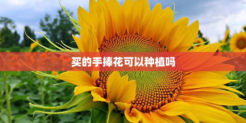 买的手捧花可以种植吗