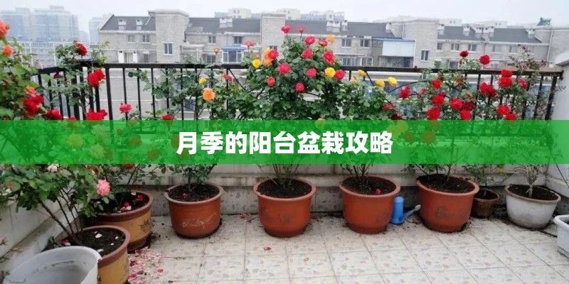 请教矮牵牛经典颜色或系列