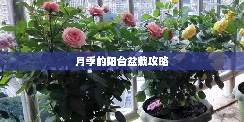 月季的阳台盆栽攻略