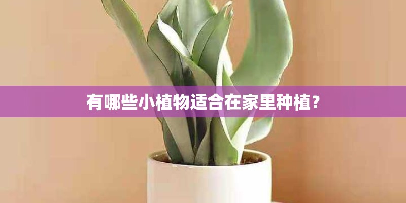 有哪些小植物适合在家里种植？