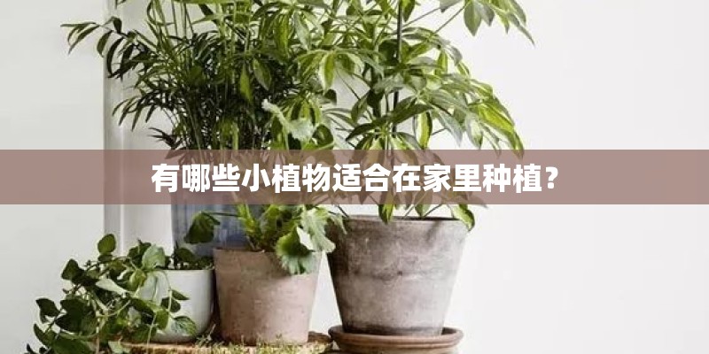 有哪些小植物适合在家里种植？
