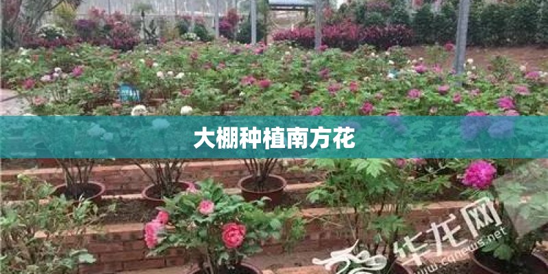 大棚种植南方花