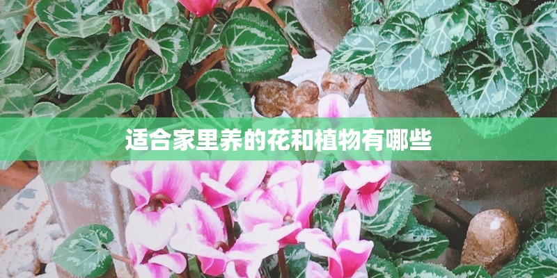 适合家里养的花和植物有哪些