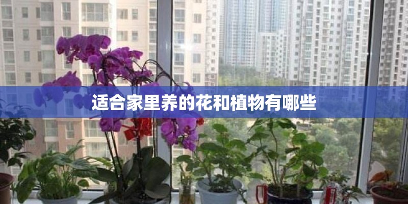 适合家里养的花和植物有哪些