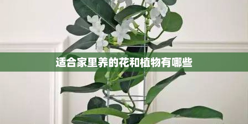 适合家里养的花和植物有哪些