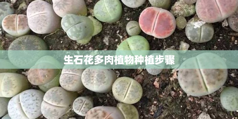 生石花多肉植物种植步骤