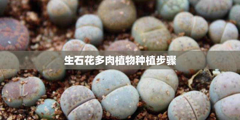 生石花多肉植物种植步骤