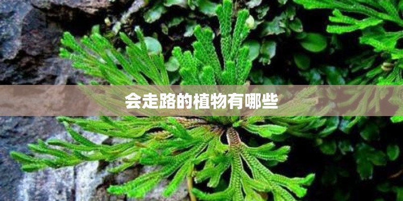 千万不要选电气自动化？