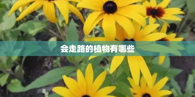会走路的植物有哪些