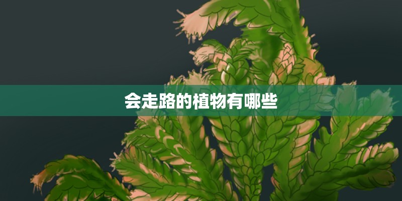 会走路的植物有哪些