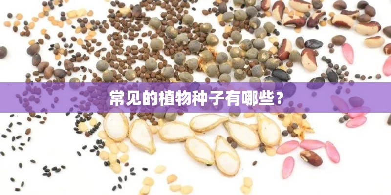 常见的植物种子有哪些？