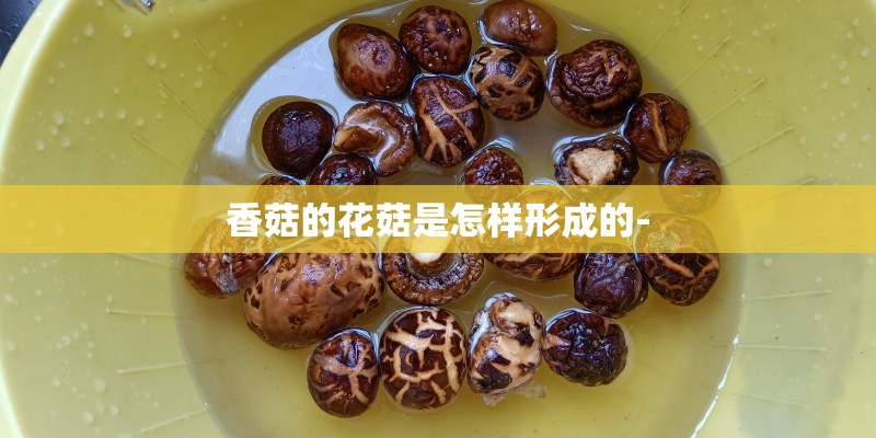 生石花多肉植物种植步骤
