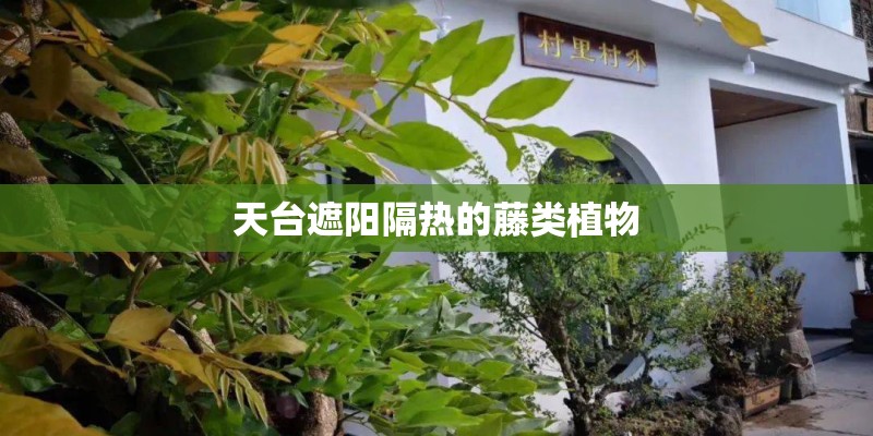 天台遮阳隔热的藤类植物