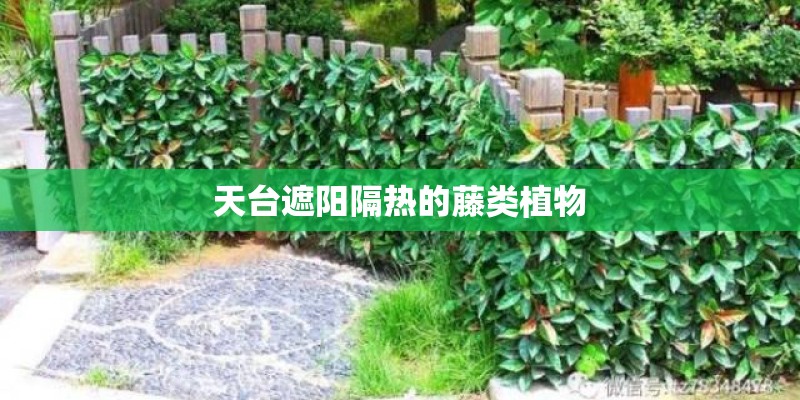 天台遮阳隔热的藤类植物