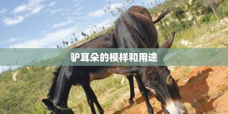 驴耳朵的模样和用途
