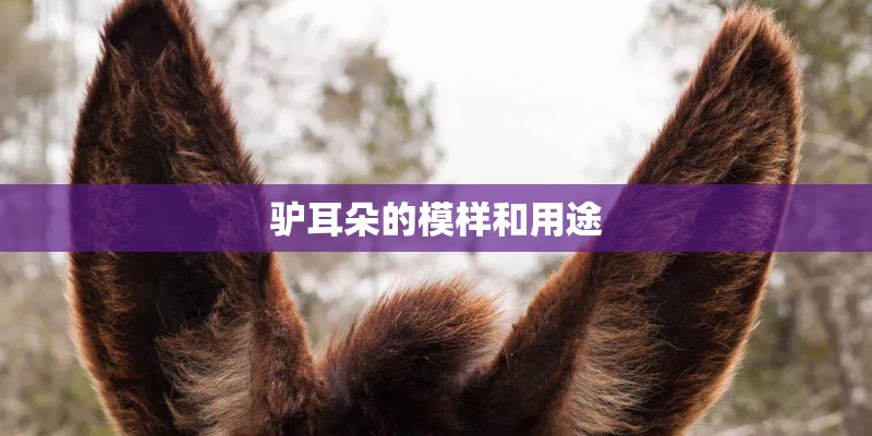 驴耳朵的模样和用途