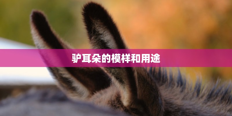 驴耳朵的模样和用途