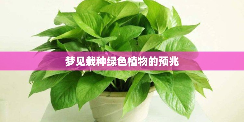 梦见栽种绿色植物的预兆
