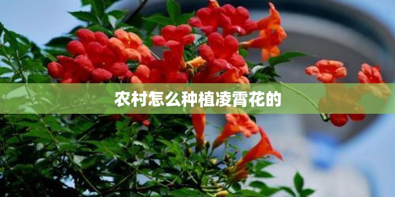 农村怎么种植凌霄花的