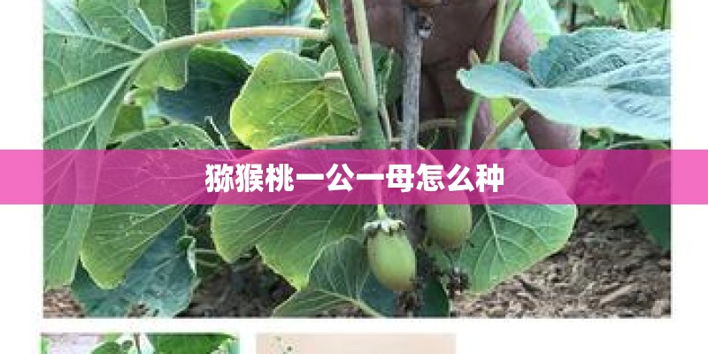 猕猴桃一公一母怎么种