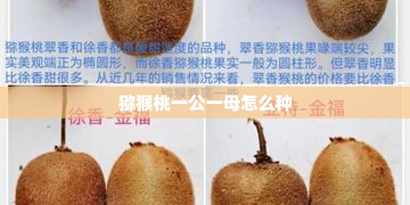猕猴桃一公一母怎么种