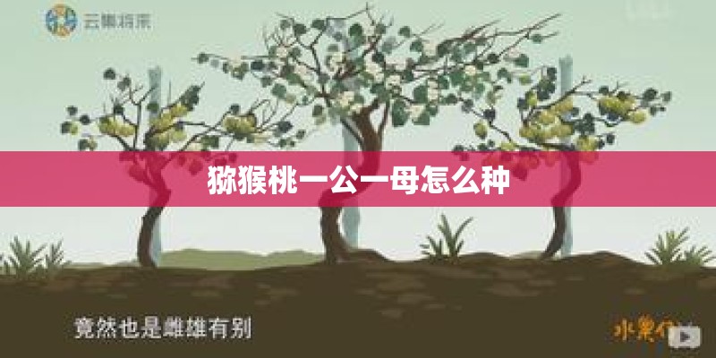 猕猴桃一公一母怎么种