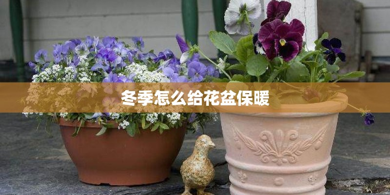 如果选一种植物你会选什么