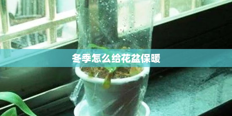 冬季怎么给花盆保暖