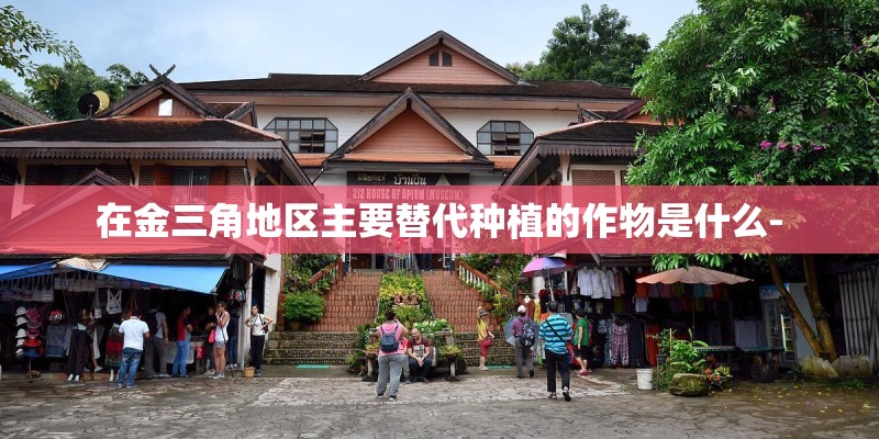 在金三角地区主要替代种植的作物是什么-