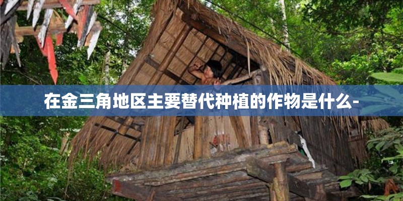在金三角地区主要替代种植的作物是什么-