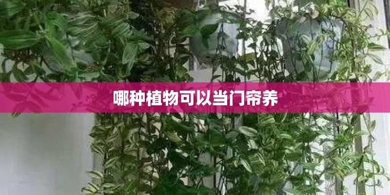 冬季怎么给花盆保暖