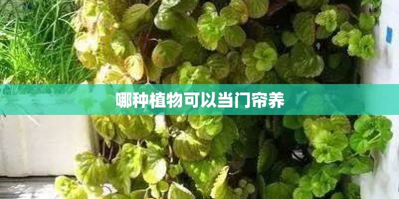 哪种植物可以当门帘养