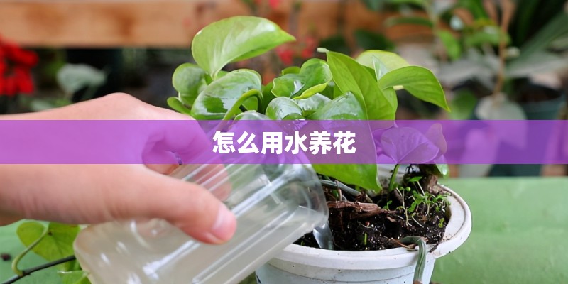 怎么用水养花