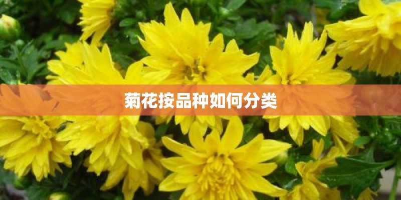 在金三角地区主要替代种植的作物是什么-