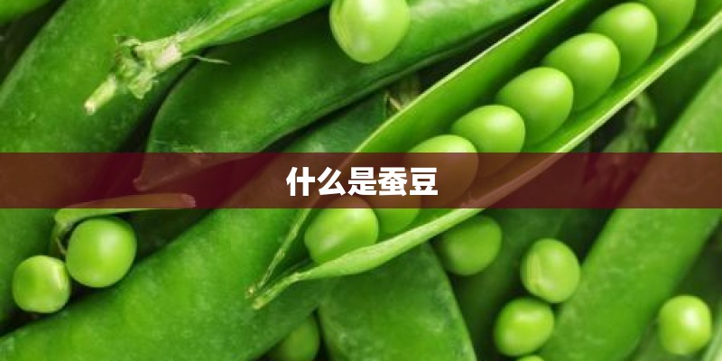 什么是蚕豆
