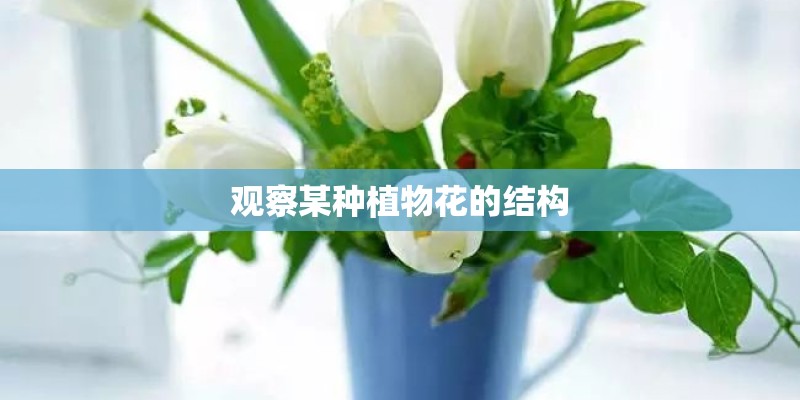 观察某种植物花的结构