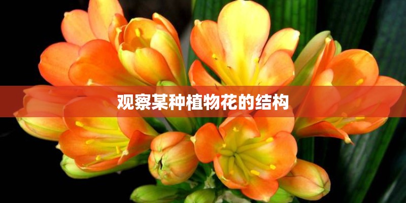 观察某种植物花的结构