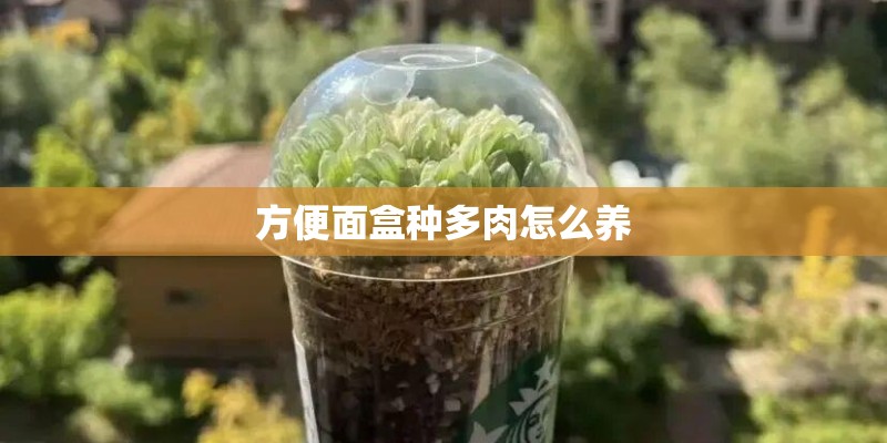 方便面盒种多肉怎么养