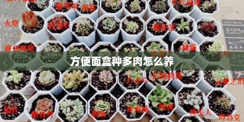 方便面盒种多肉怎么养