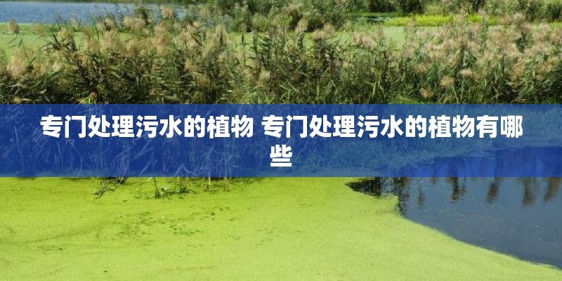 专门处理污水的植物 专门处理污水的植物有哪些