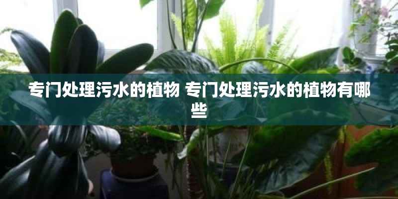 专门处理污水的植物 专门处理污水的植物有哪些